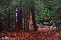 Sill Branch Falls Trail (go left)