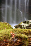 Moss at Pine Ridge Falls