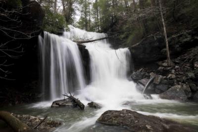 Broad Tree Falls
